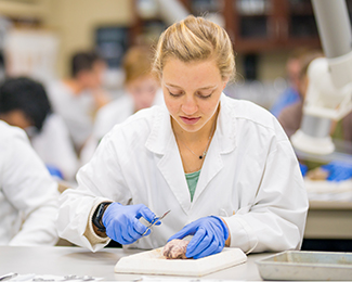 student dissecting brain