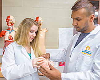 student examining a model of a brain