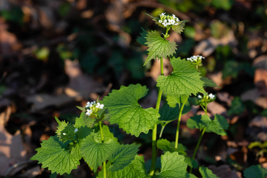 Garlic Mustard Garlic Mustard