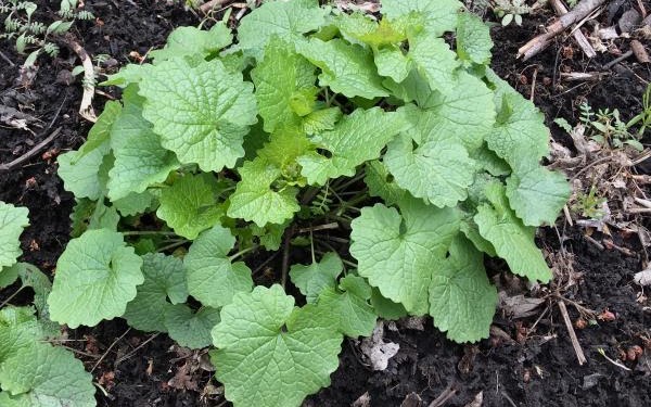 Garlic Mustard Garlic Mustard