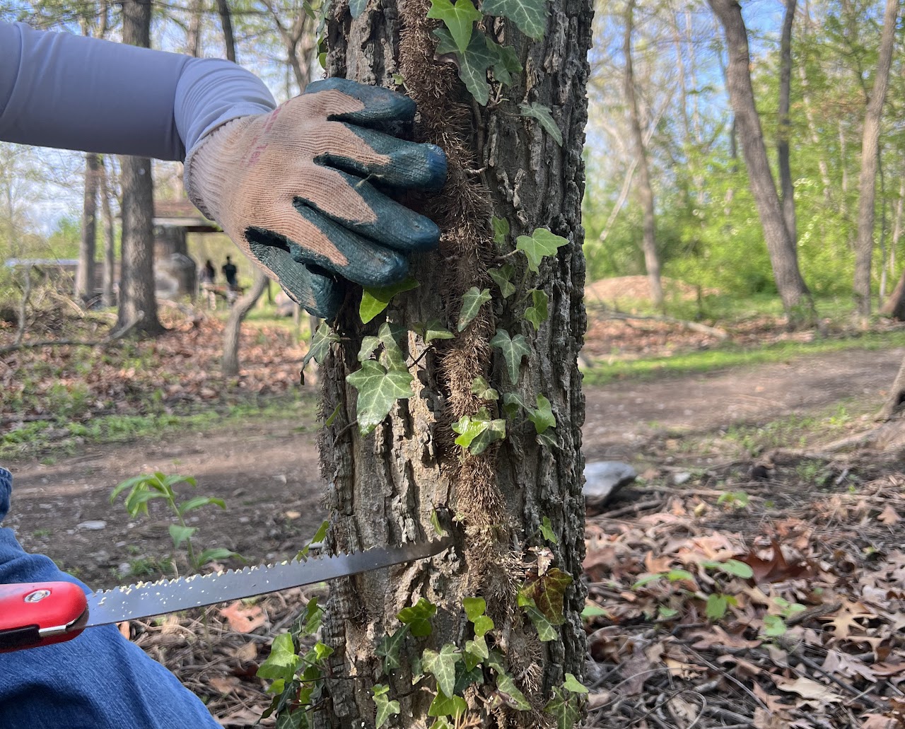 English Ivy English Ivy