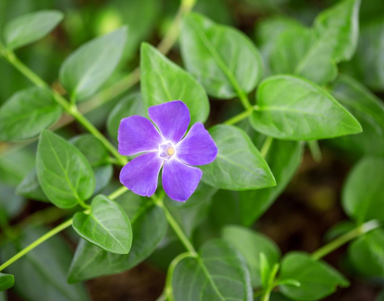 Tree of Heaven Tree of Heaven