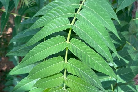 Tree of Heaven Tree of Heaven