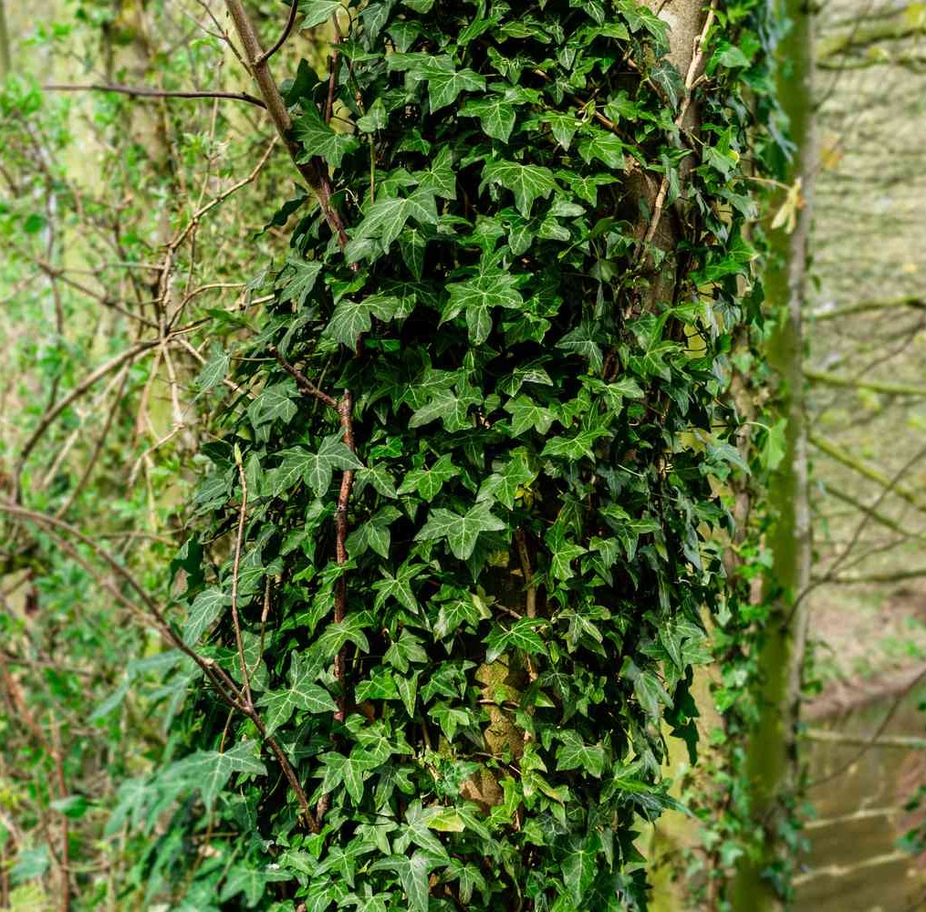 English Ivy English Ivy